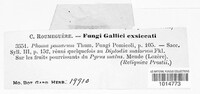 Didymella pomorum image